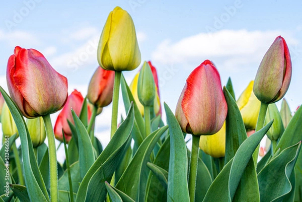 Obraz Tulips in spring
