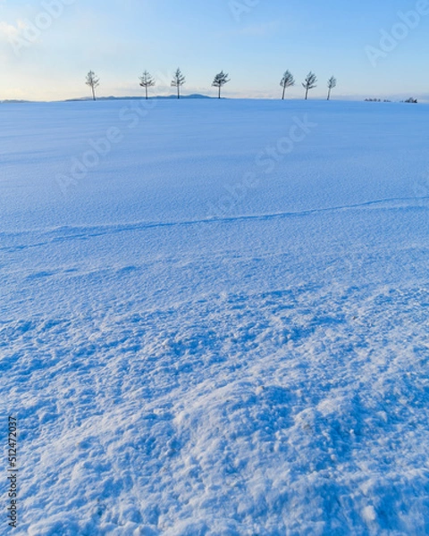 Fototapeta Group of trees in a snow field at Meruhen Hill in winter, Hokkaido, Japan
