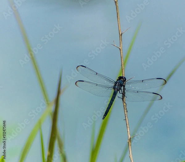 Fototapeta dragonfly