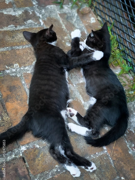 Fototapeta kittens napping