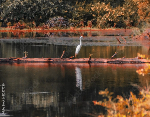 Fototapeta swan in the lake