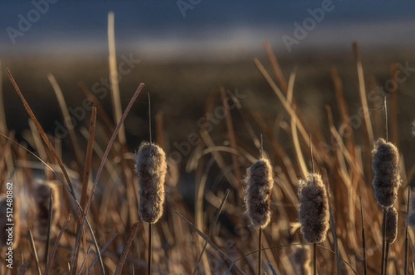Fototapeta Cat tails at sunset