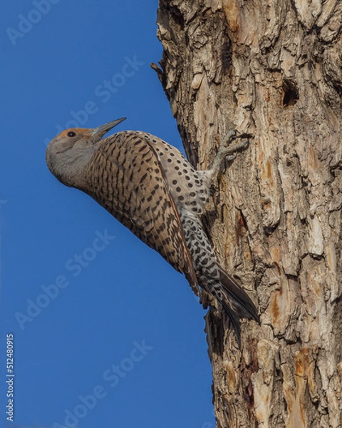 Fototapeta woodpecker