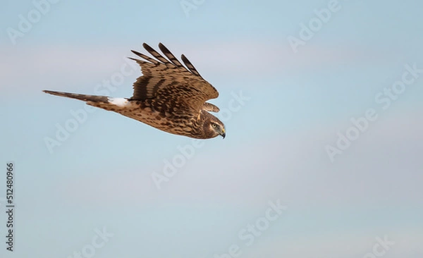 Fototapeta Hawk soaring