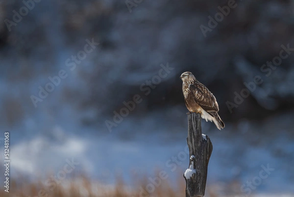 Fototapeta Hawk on a limb
