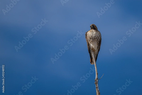 Fototapeta Hawk on branch