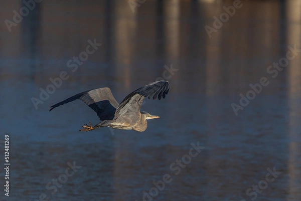 Obraz Blue Heron