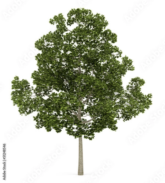 Obraz acer platanoides tree isolated on white background