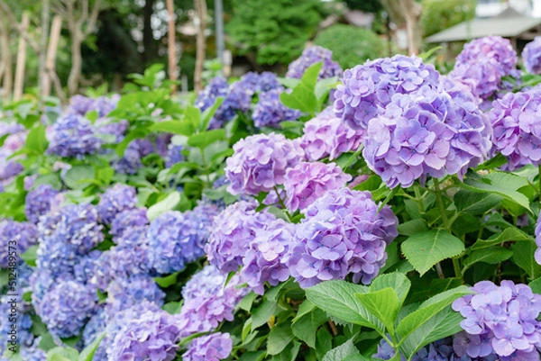 Fototapeta 神社と紫陽花