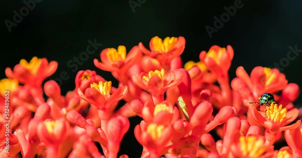 Fototapeta shield bug on red flower