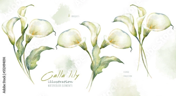 Obraz Watercolor hand drawn floral set with delicate illustration of blossom white calla lily flowers and leaf. Elegant romantic elements isolated on white background. Beautiful bouquet summer collection.