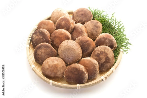 Obraz Shiitake mushuroom on white background (Called Shiitake in Japan)