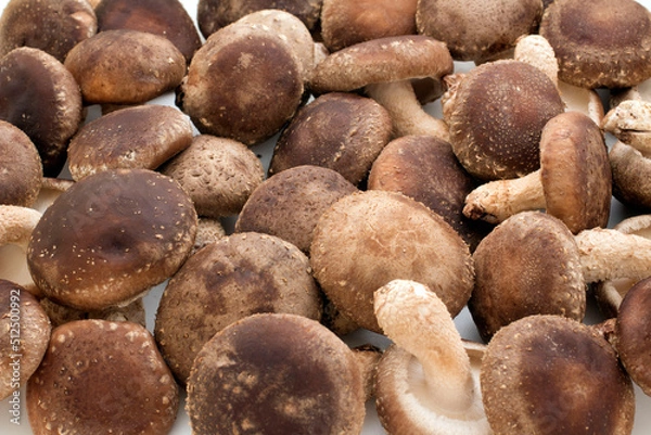Fototapeta Shiitake mushuroom (Called Shiitake in Japan)