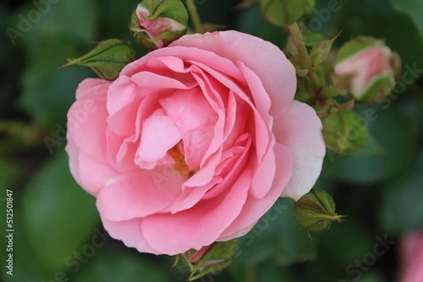 Fototapeta 'Rosenprofessor Sieben rose flower head at the Guldemondplantsoen Rosarium Boskoop