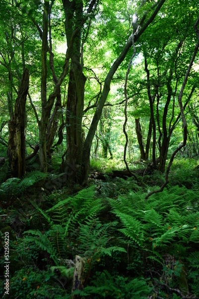 Obraz primeval forest in springtime