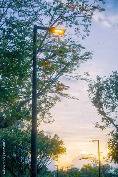 Fototapeta sunset in the park