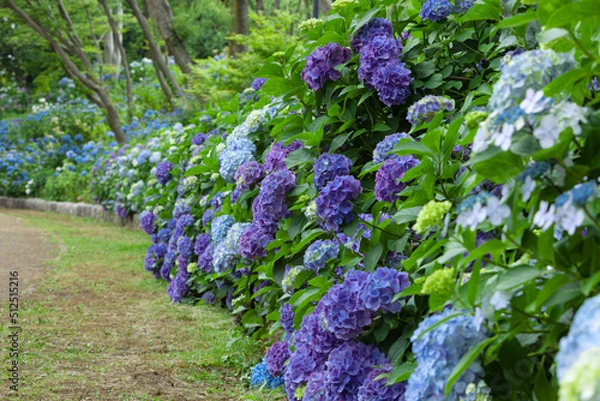 Obraz 美しいあじさいの花、東京