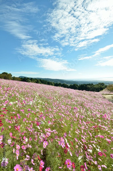 Fototapeta コスモス