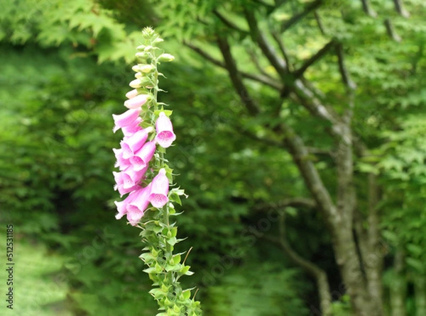 Obraz 大山の参道の木立に囲まれて咲いていたピンクのジギタリスのアップ
