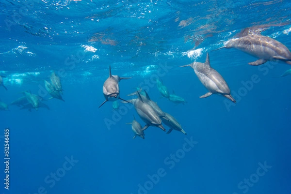 Obraz Dolphin Red Sea