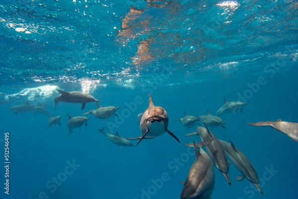 Obraz Dolphin Red Sea