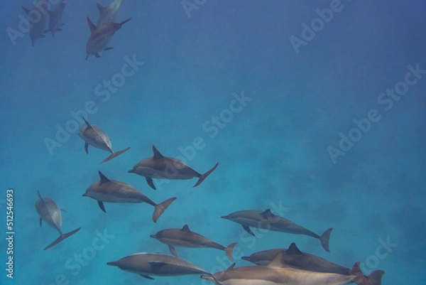 Obraz Dolphin Red Sea