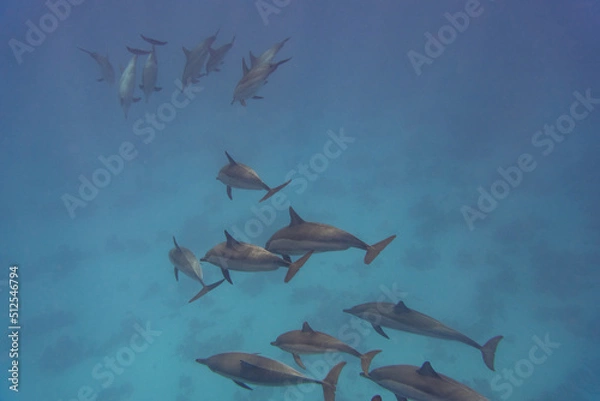 Obraz dolphin Red Sea