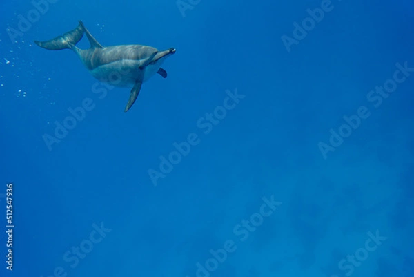 Obraz Dolphin Marsa Alam