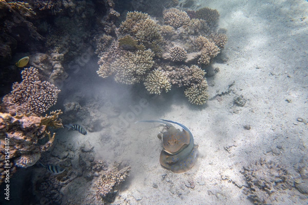 Fototapeta Rochen Marsa Alam