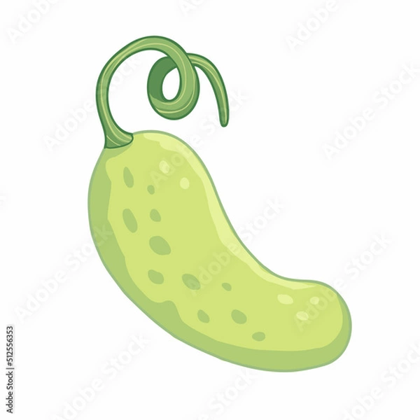 Fototapeta Vector illustration of cartoon salad cucumber isolated on white background. Children cute design with colorful outline.  Vegetable food.