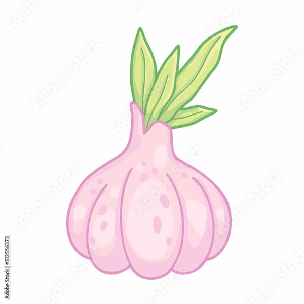 Fototapeta Vector illustration of cartoon garlic with leaves isolated on white background. Children cute design with colorful outline.  Vegetable food.
