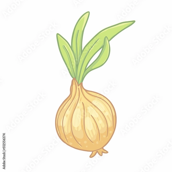 Fototapeta Vector illustration of cartoon onion with green foliage isolated on white background. Children cute design with colorful outline.  Vegetable food.