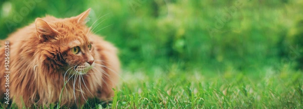 Obraz Cute red cat outside