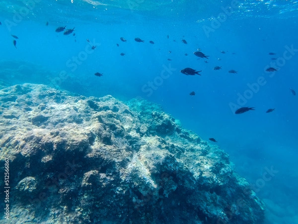 Obraz Underwater landscape with fishes and wildlife in the Adriatic Sea of Salento, Apulia Italy