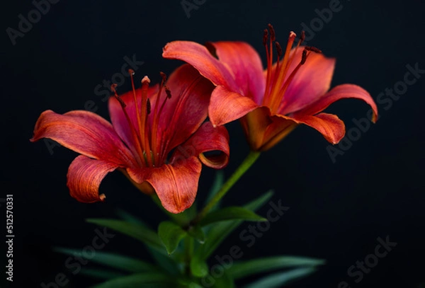 Obraz red lily 