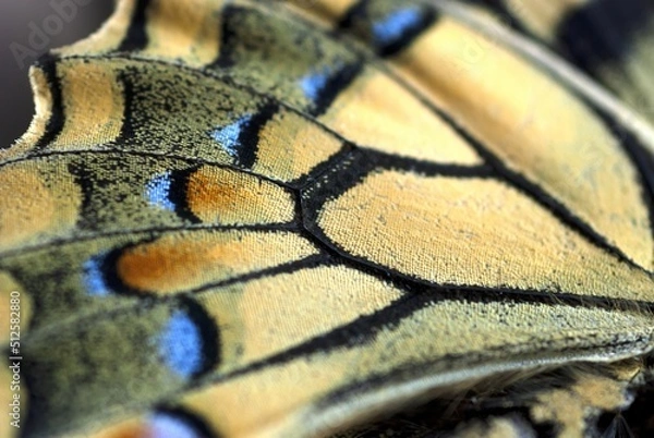 Fototapeta Selective focus, macro photography of the colored wing scales of the Iphiclides podalirius butterfly, common name Scarce swallowtail