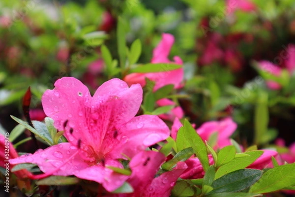 Fototapeta ツツジ1