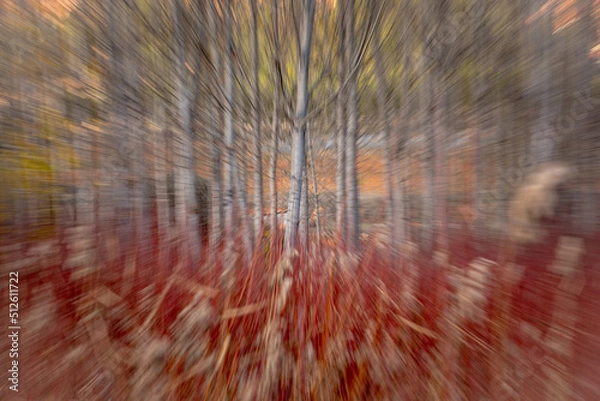 Fototapeta Cañamares blured