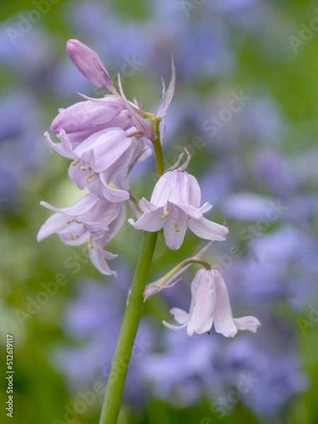 Fototapeta Closeup of English bluebell showing stamens with narrow depth of field. Hyacinthoides non-scripta.