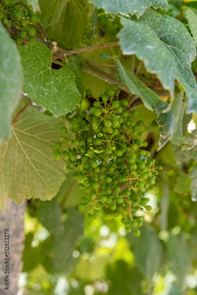 Fototapeta close-up of bunches of white grapes on the vine
