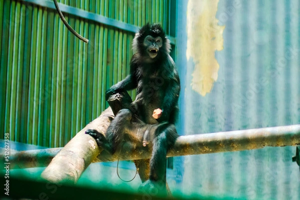 Obraz person with a laptop