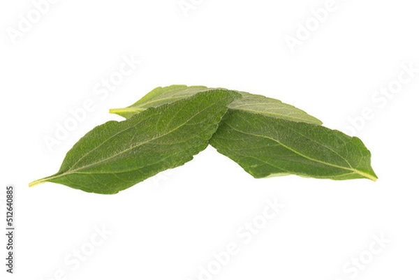 Fototapeta leaf isolated on white background