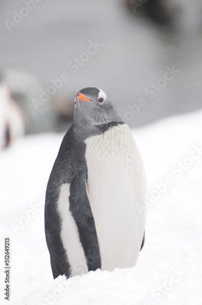 Obraz penguin on snow