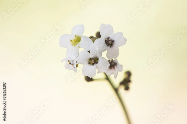 Fototapeta Crambe hispanica Hispanic crambe small and beautiful white flower with a waxy appearance with yellowish green stamens on a reddish natural background