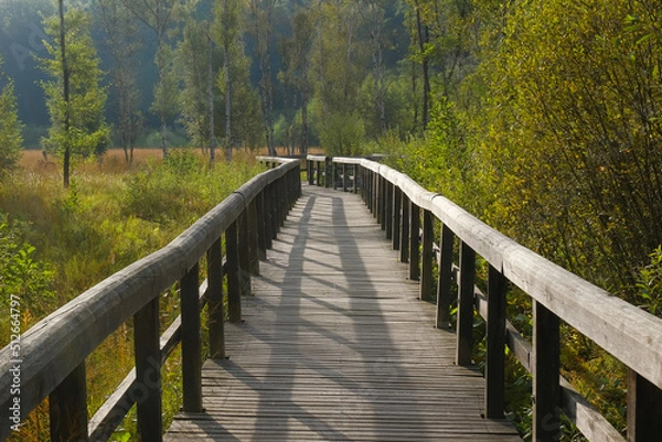 Obraz View of a wooden bridge in a swampy forest area.