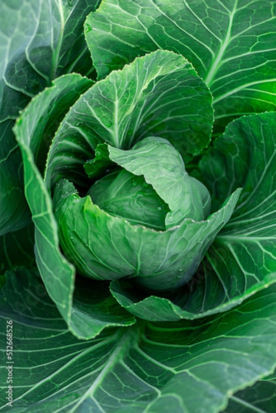 Fototapeta young cabbage in the summer garden