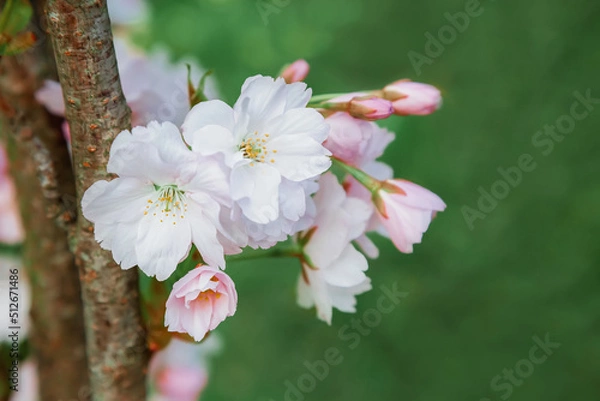 Fototapeta Branch of cherry blossoms on a green background.