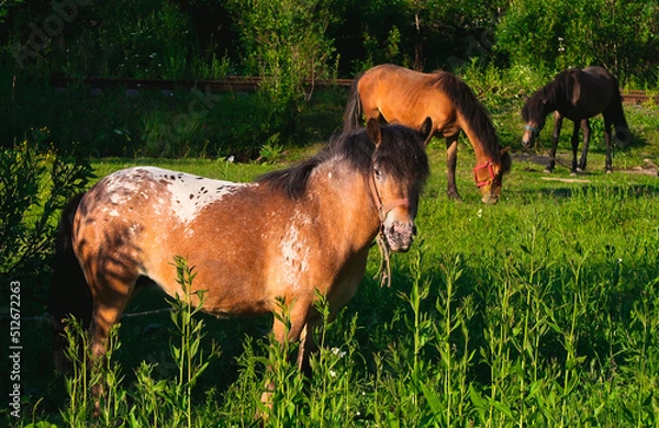 Obraz horse and foal