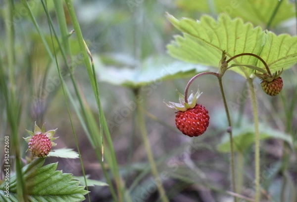 Obraz Wild strawberry
