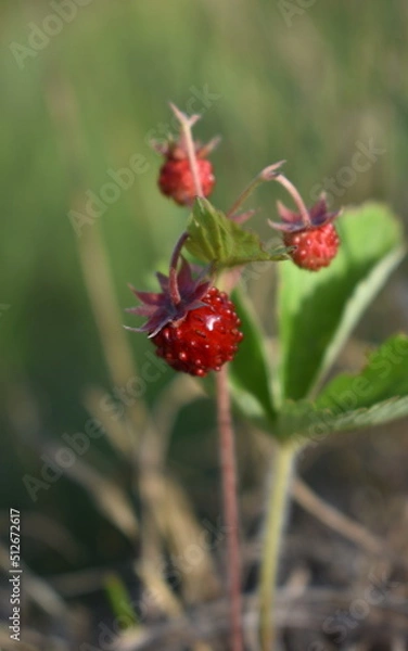 Obraz Wild strawberry